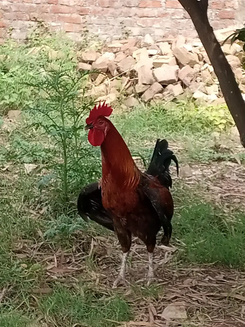 Desi murga aur Murgi — photo 3