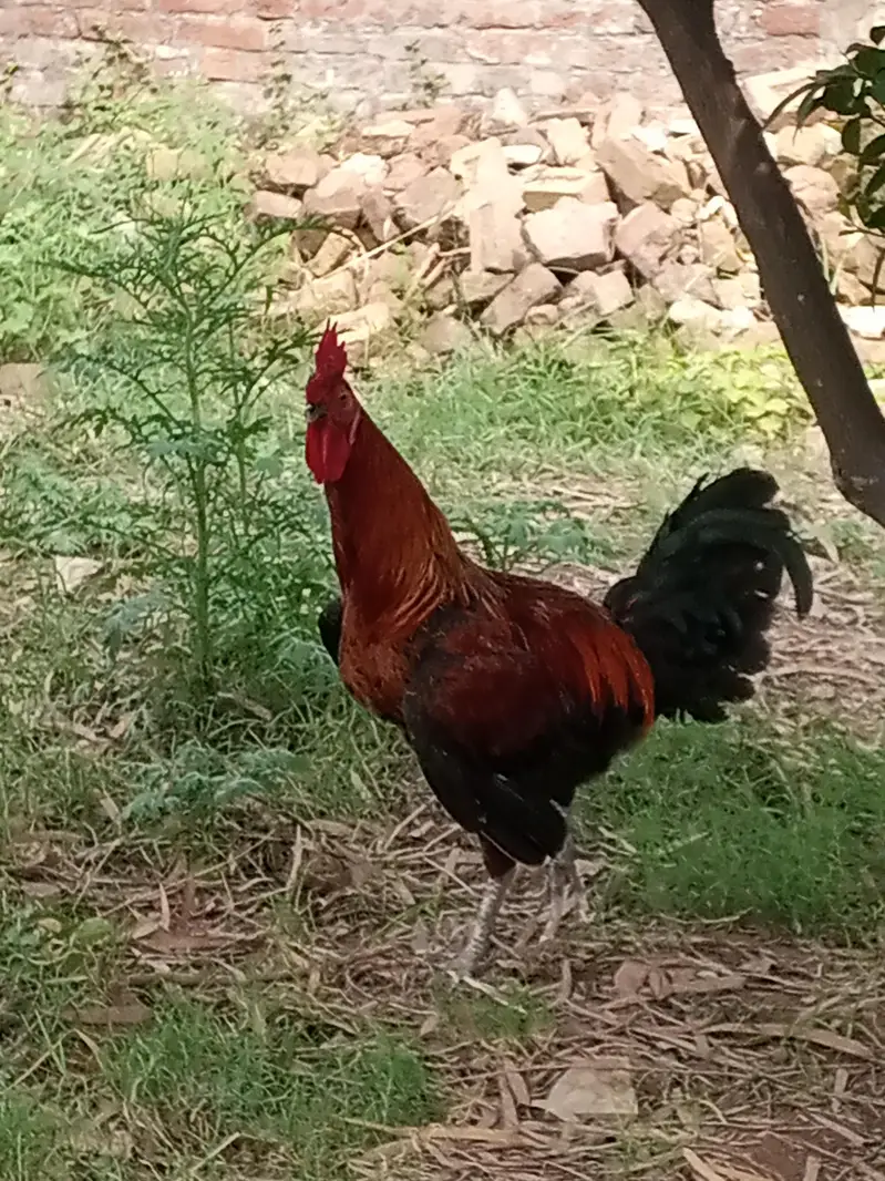 Desi murga aur Murgi — photo 4