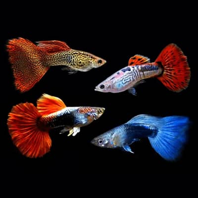 Guppy Molly Goldfish Available hai Whatsapp par message krey