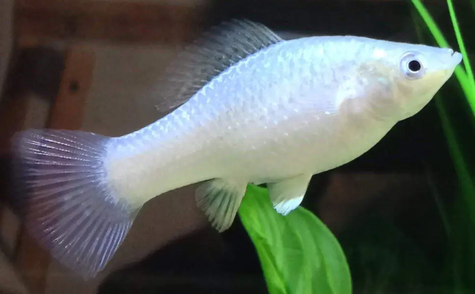 Guppy Molly Goldfish Available hai Whatsapp par message krey
