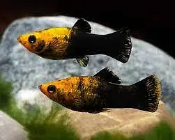 Guppy Molly Goldfish Available hai Whatsapp par message krey — photo 2