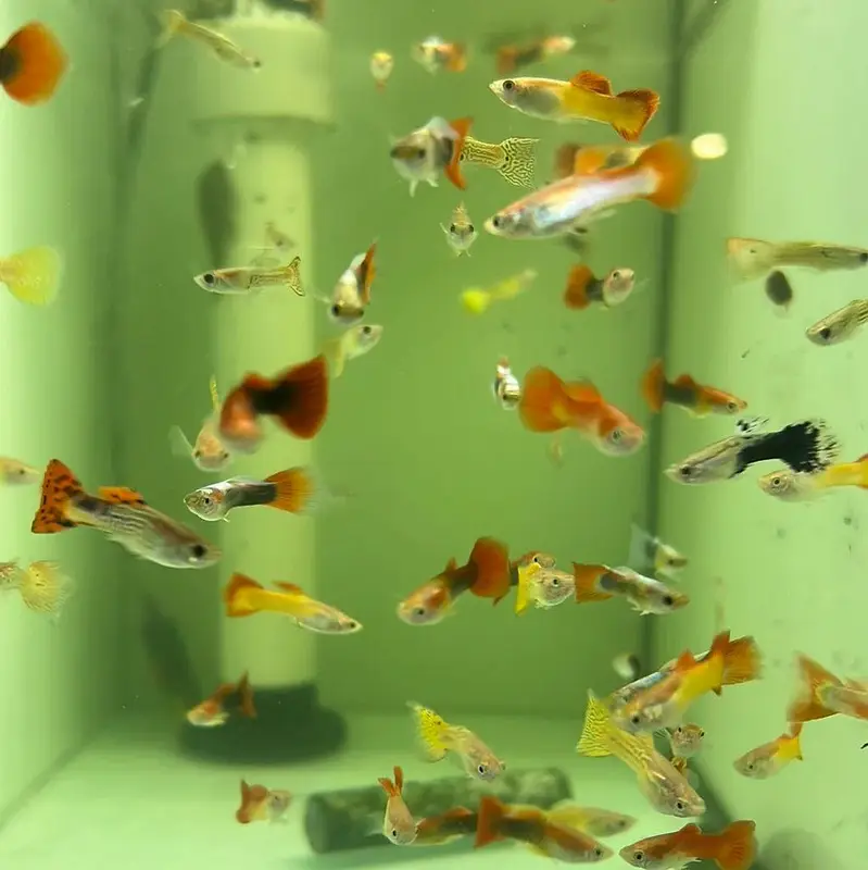 Guppy Molly Goldfish Available hai Whatsapp par message krey — photo 4