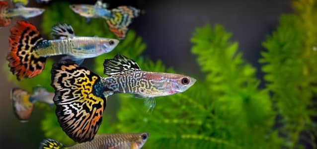 Guppy Molly Goldfish Available hai Whatsapp par message krey