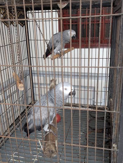 African grey parrot. . . . urgent sale. . .