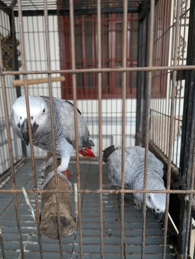 African grey parrot. . . . urgent sale. . . — photo 2