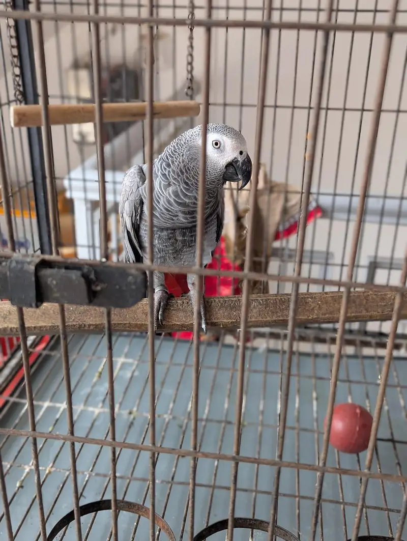 African grey parrot. . . . urgent sale. . . — photo 3