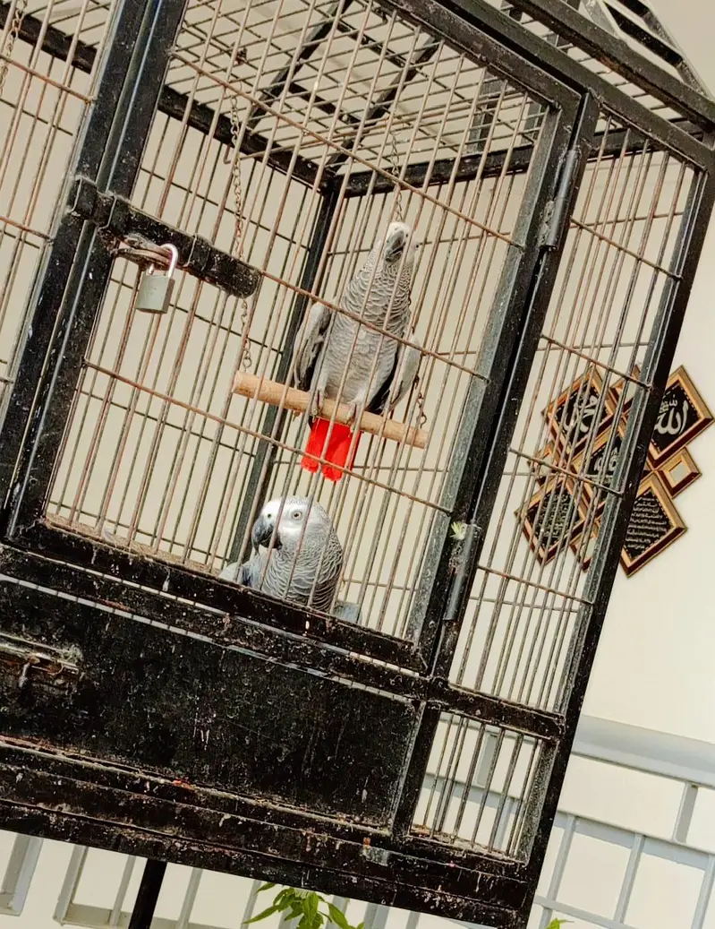 African grey parrot. . . . urgent sale. . . — photo 4