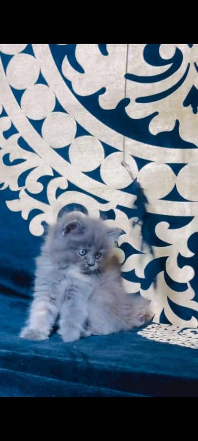 pure Persian cats vaccinated and healthy active WhatsApp/0344/6895398/