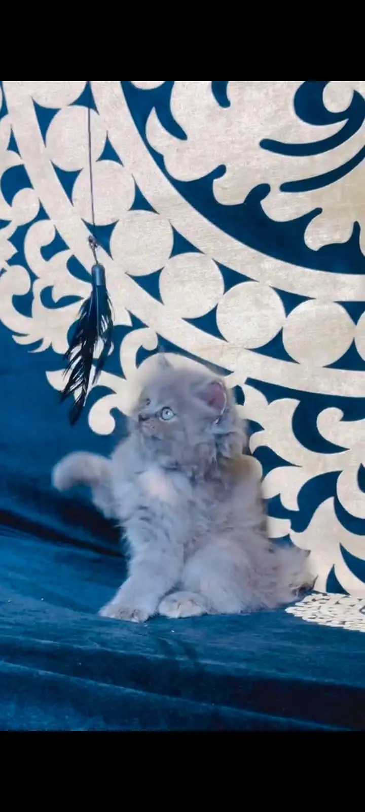 pure Persian cats vaccinated and healthy active WhatsApp/0344/6895398/ — photo 2