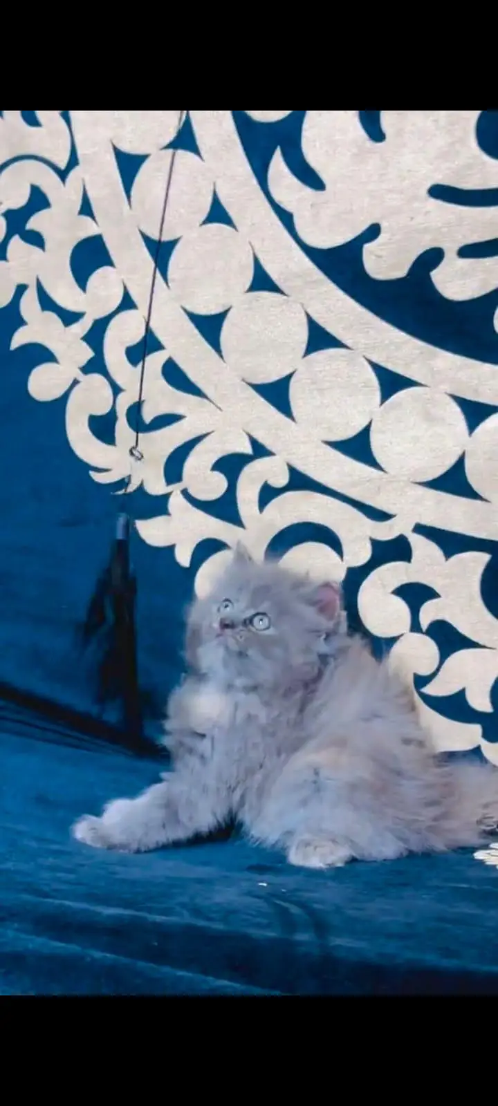 pure Persian cats vaccinated and healthy active WhatsApp/0344/6895398/ — photo 3