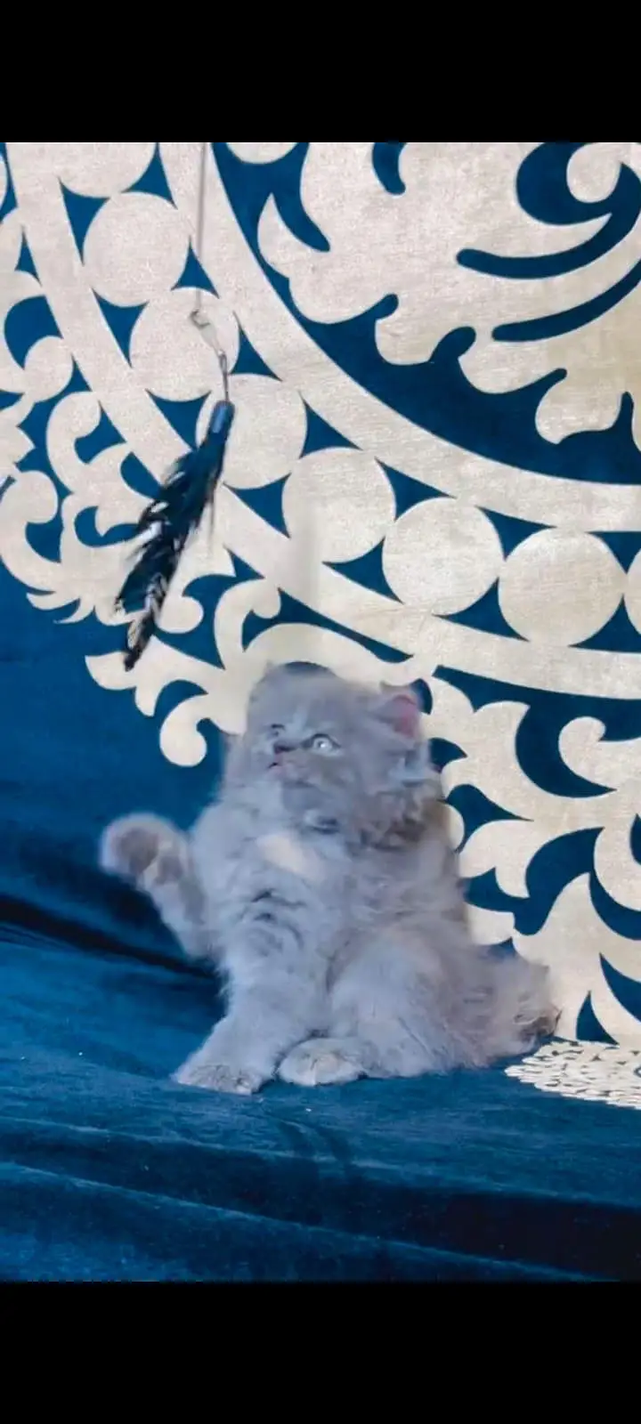 pure Persian cats vaccinated and healthy active WhatsApp/0344/6895398/ — photo 4