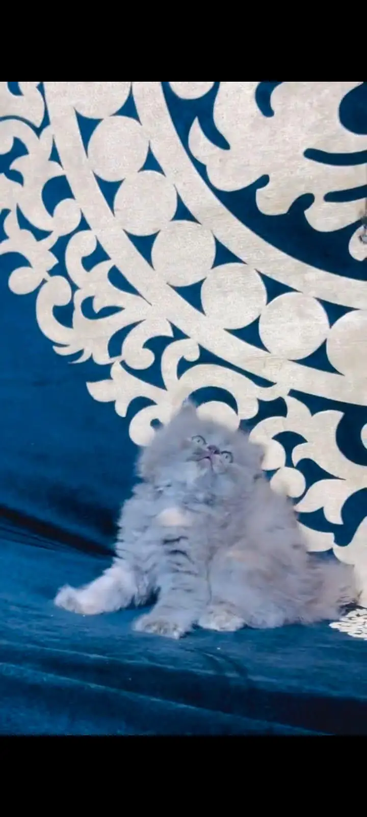 pure Persian cats vaccinated and healthy active WhatsApp/0344/6895398/ — photo 5