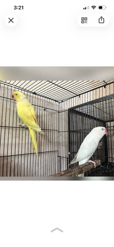 Yellow  male and white female breeder pair