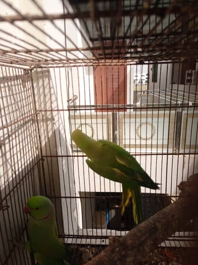 Green ringneck