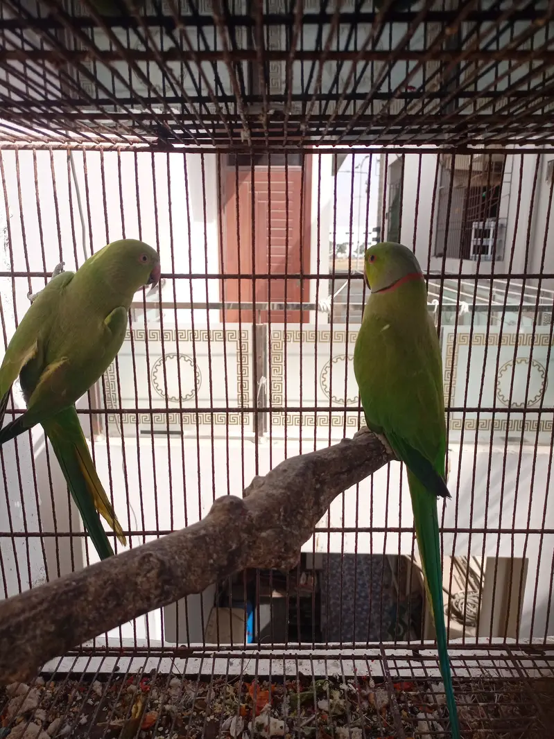 Green ringneck — photo 2