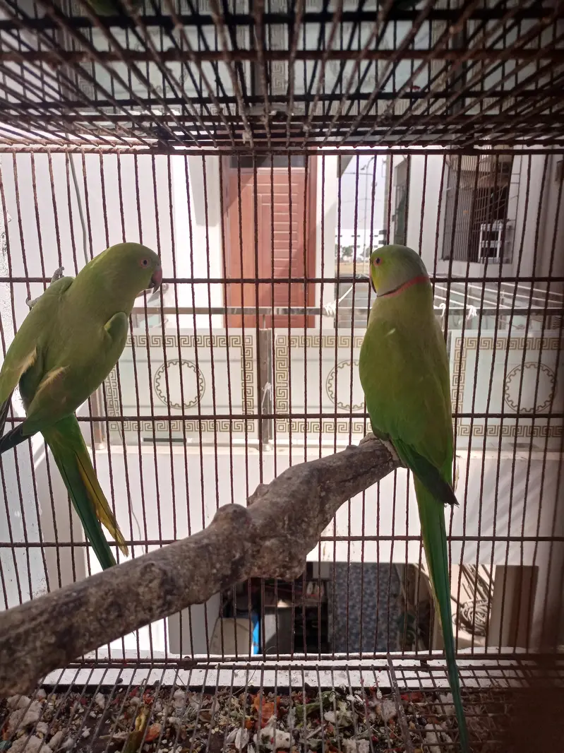 Green ringneck — photo 3