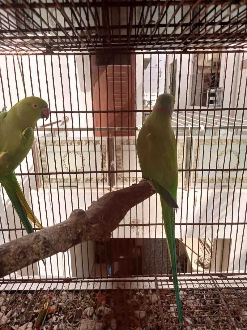 Green ringneck — photo 4
