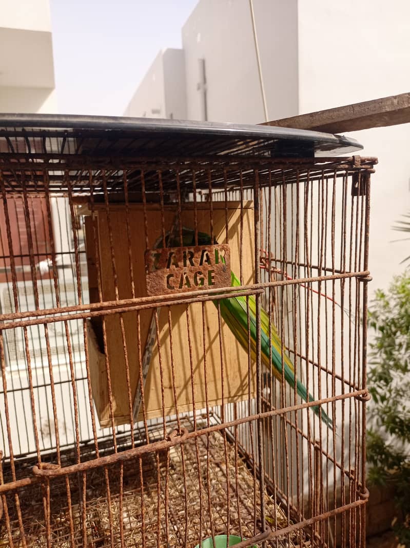 Green ringneck 4