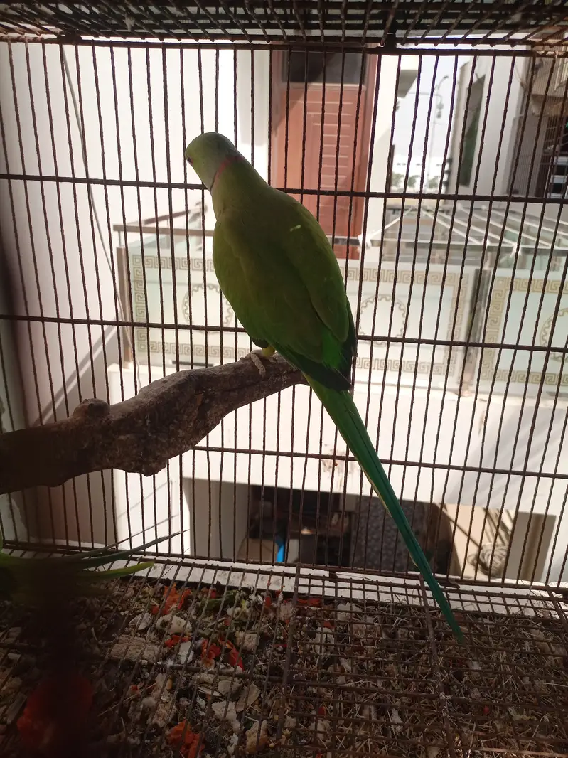 Green ringneck — photo 8