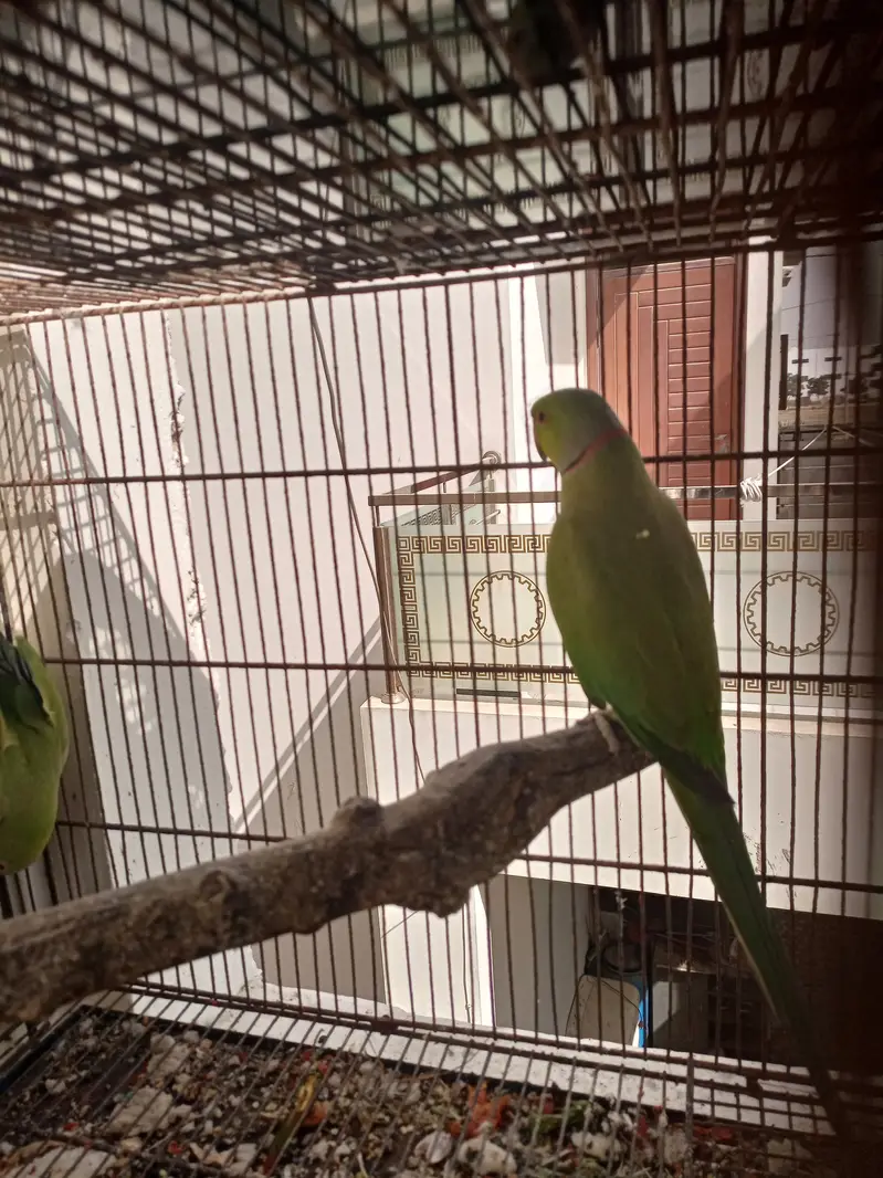 Green ringneck — photo 9