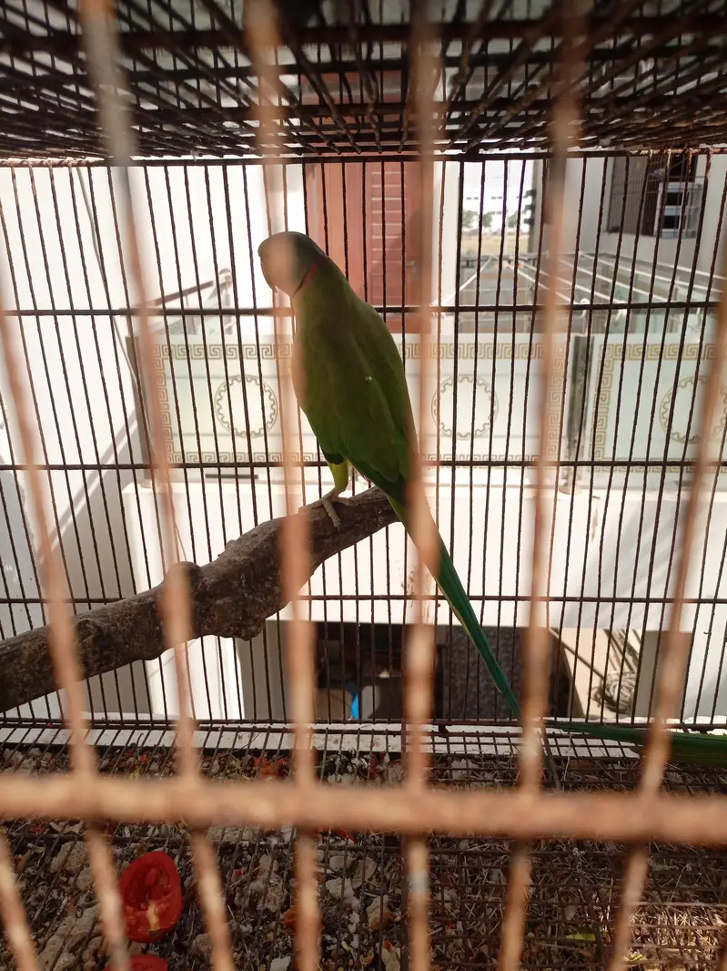 Green ringneck — photo 11