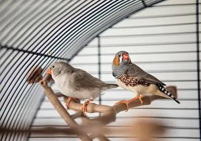zebra finches pair for sale