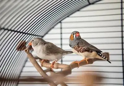 zebra finches pair for sale