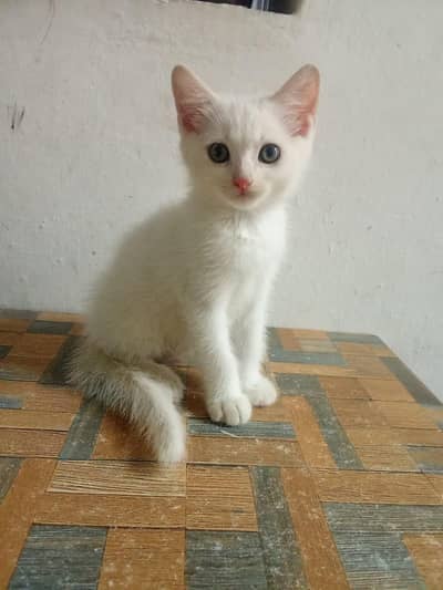cat for sale