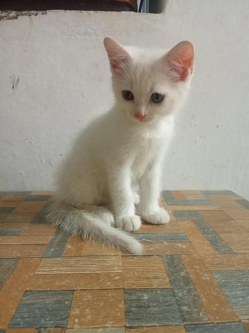 cat for sale — photo 2