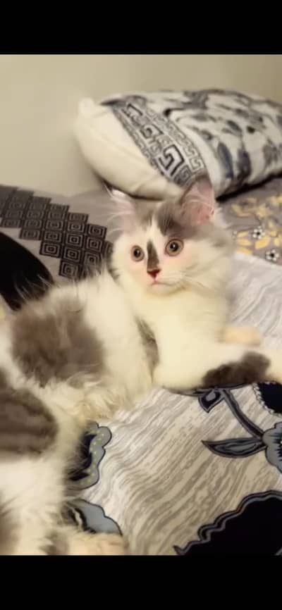 Healthy Female Persian calico kitten