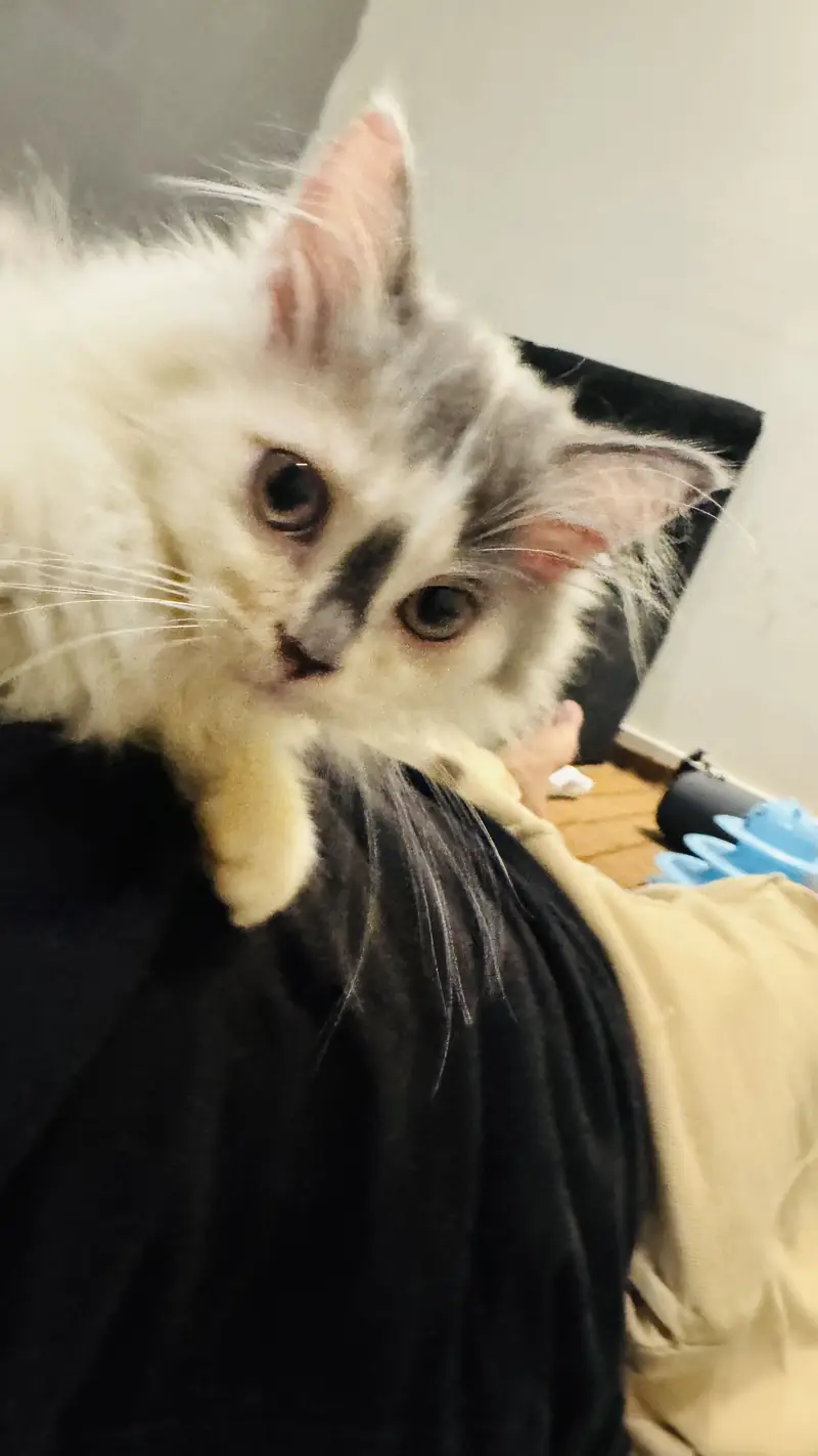 Healthy Female Persian calico kitten — photo 2