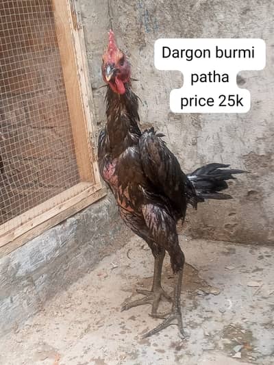 aseel |Dragon |thai |Burmi |Pakoya |Thai Dragon| Punes Pakoya|ko shamo