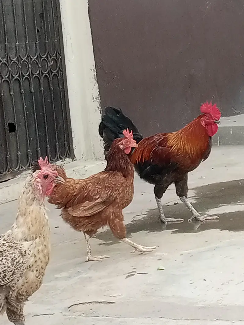 Desi murga aur Murgi — photo 5