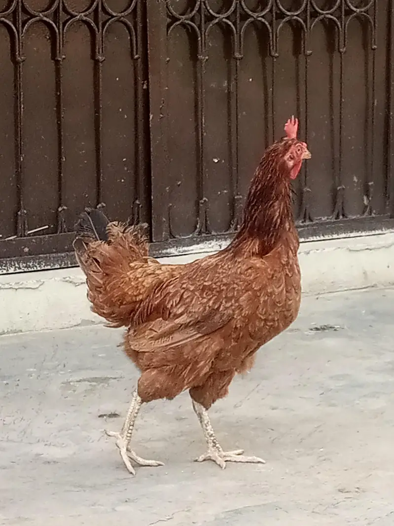 Desi murga aur Murgi — photo 6