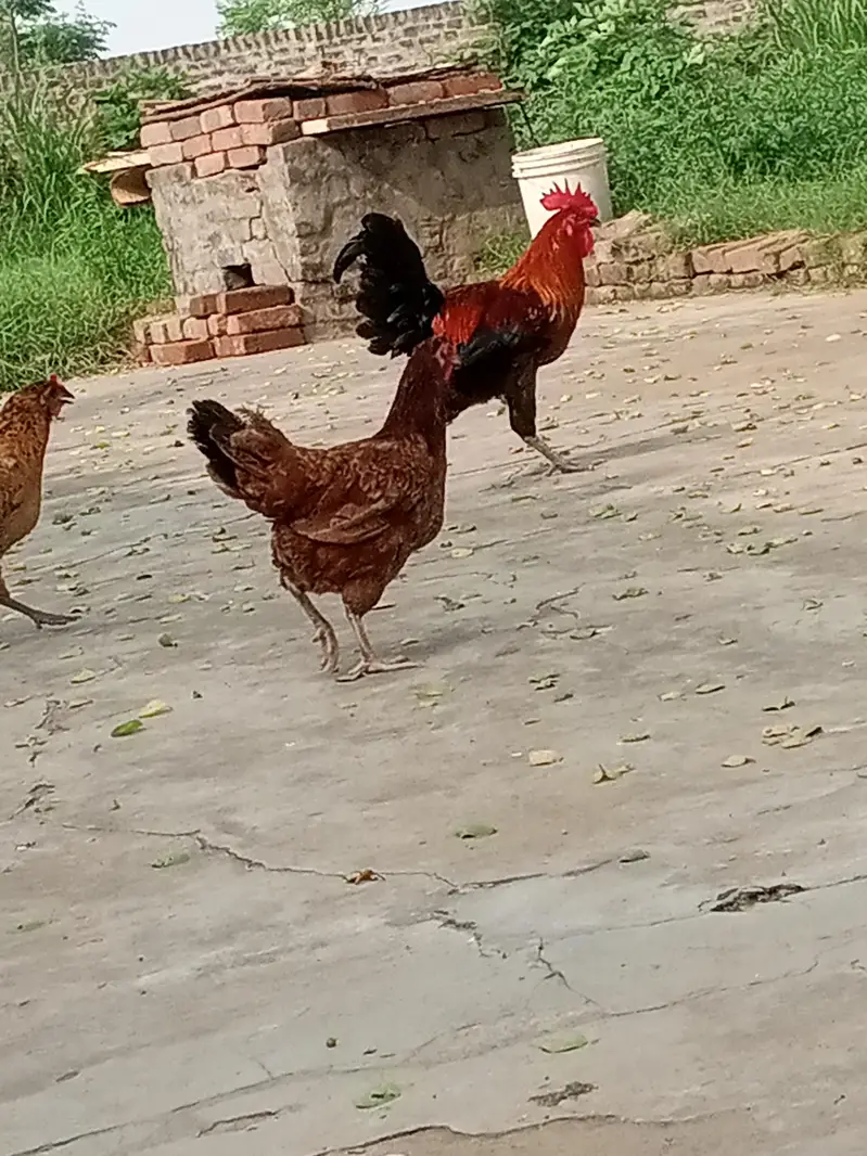 Desi murga aur Murgi — photo 7