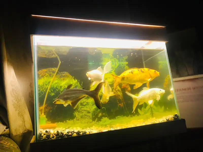 Aquarium 2ft and fishes
