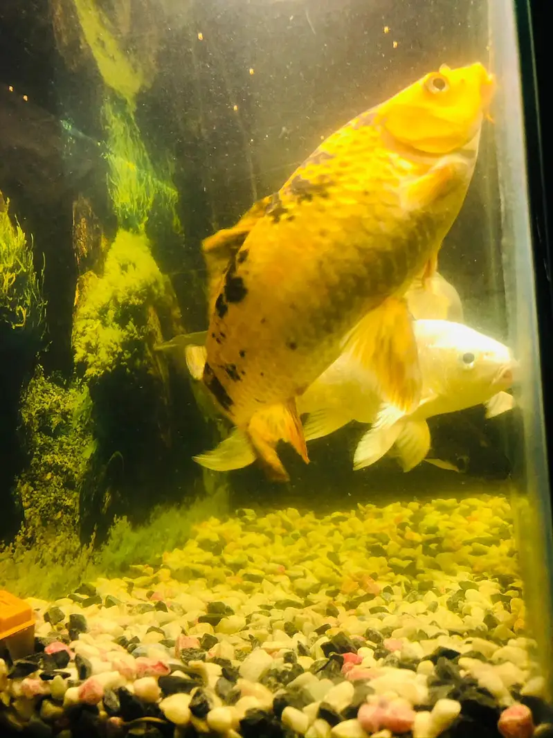 Aquarium 2ft and fishes — photo 2