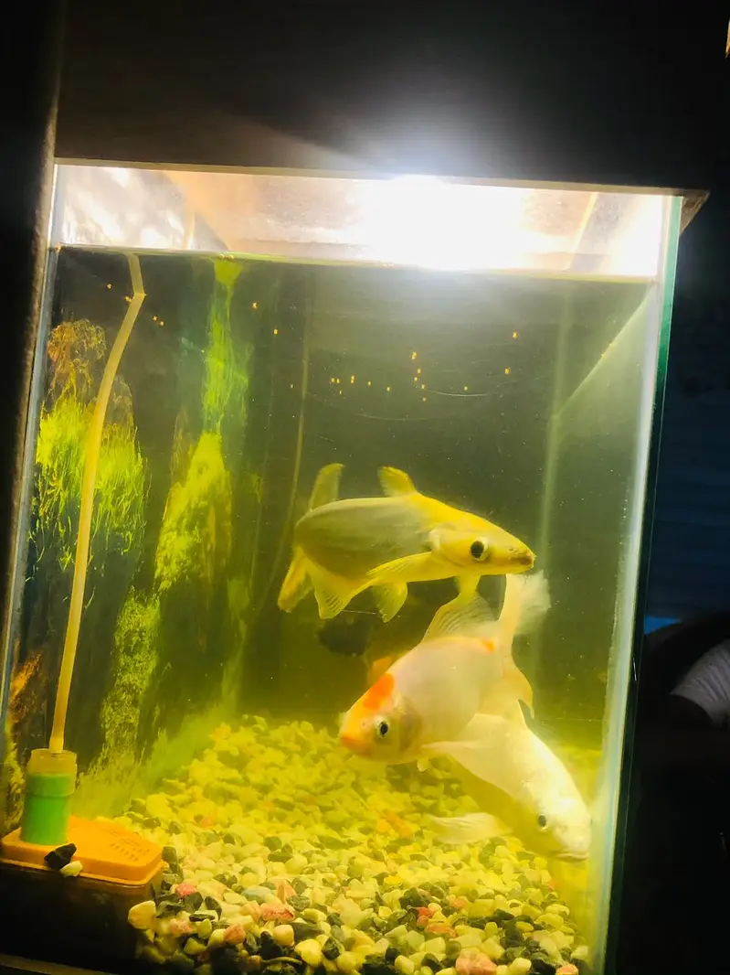 Aquarium 2ft and fishes — photo 3