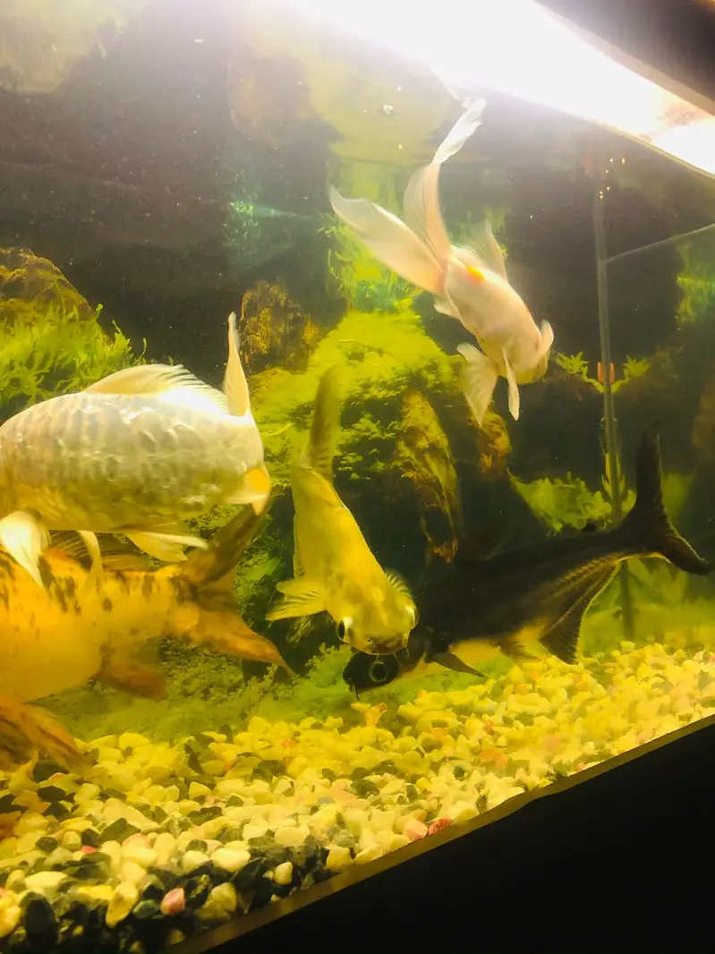 Aquarium 2ft and fishes — photo 4
