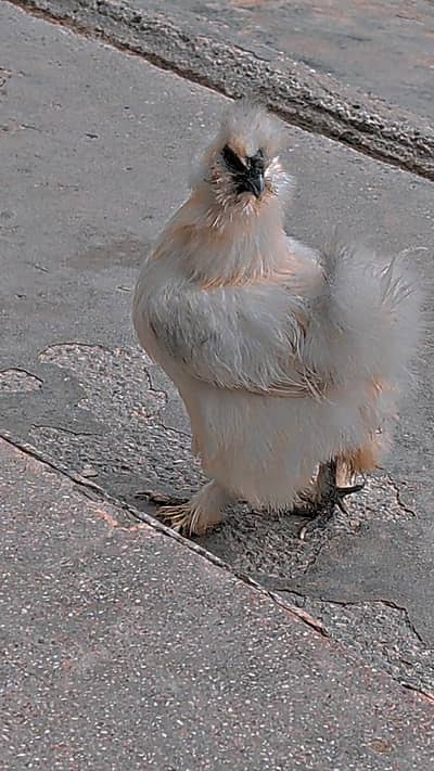 Silkie breeder female