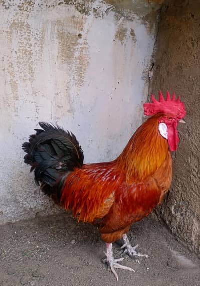 golden misri