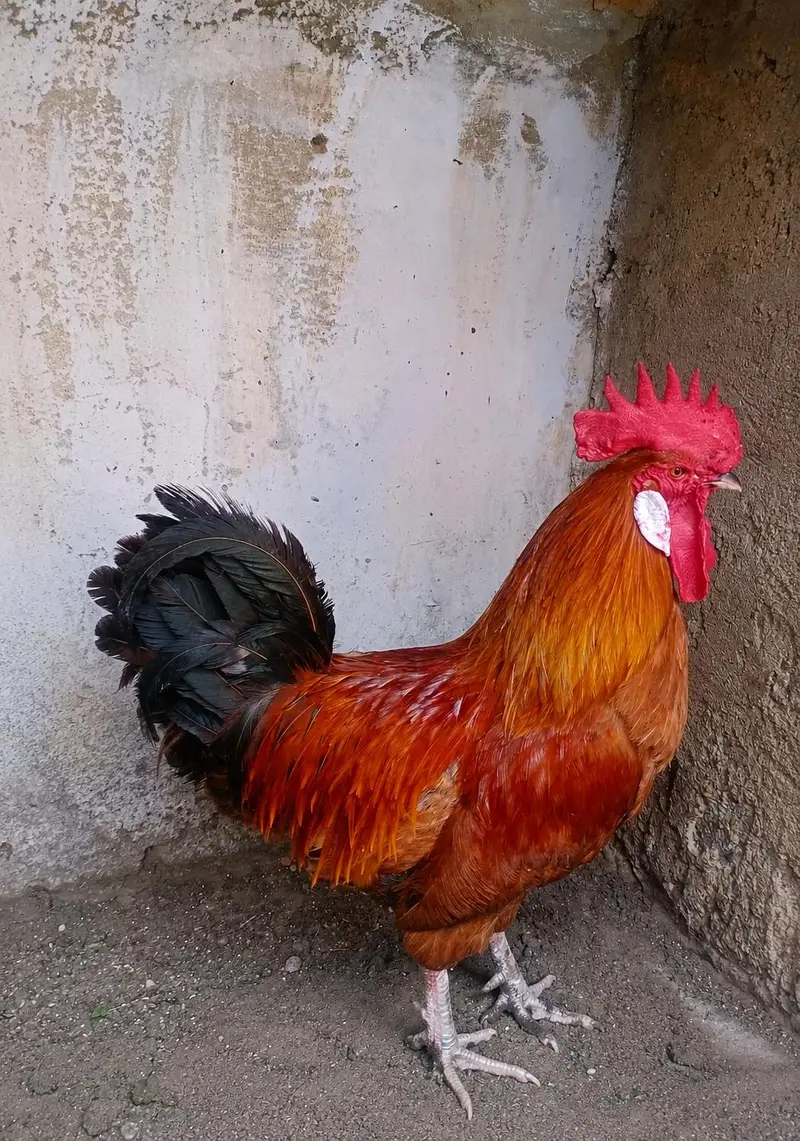 golden misri — photo 2