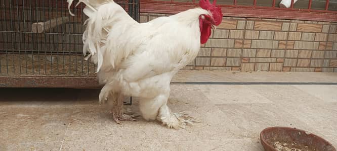 white heavy buff for sale