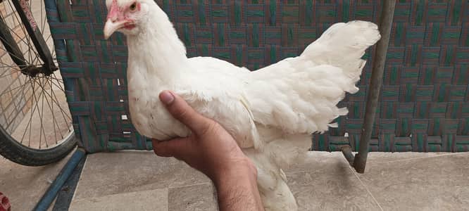 white heavy buff for sale