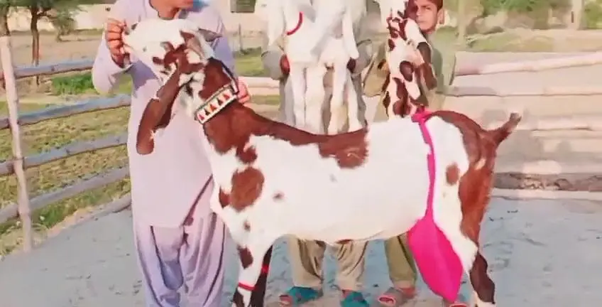 3 Bacchon wali bakri for Sale 0317,,0252,,632 — photo 2