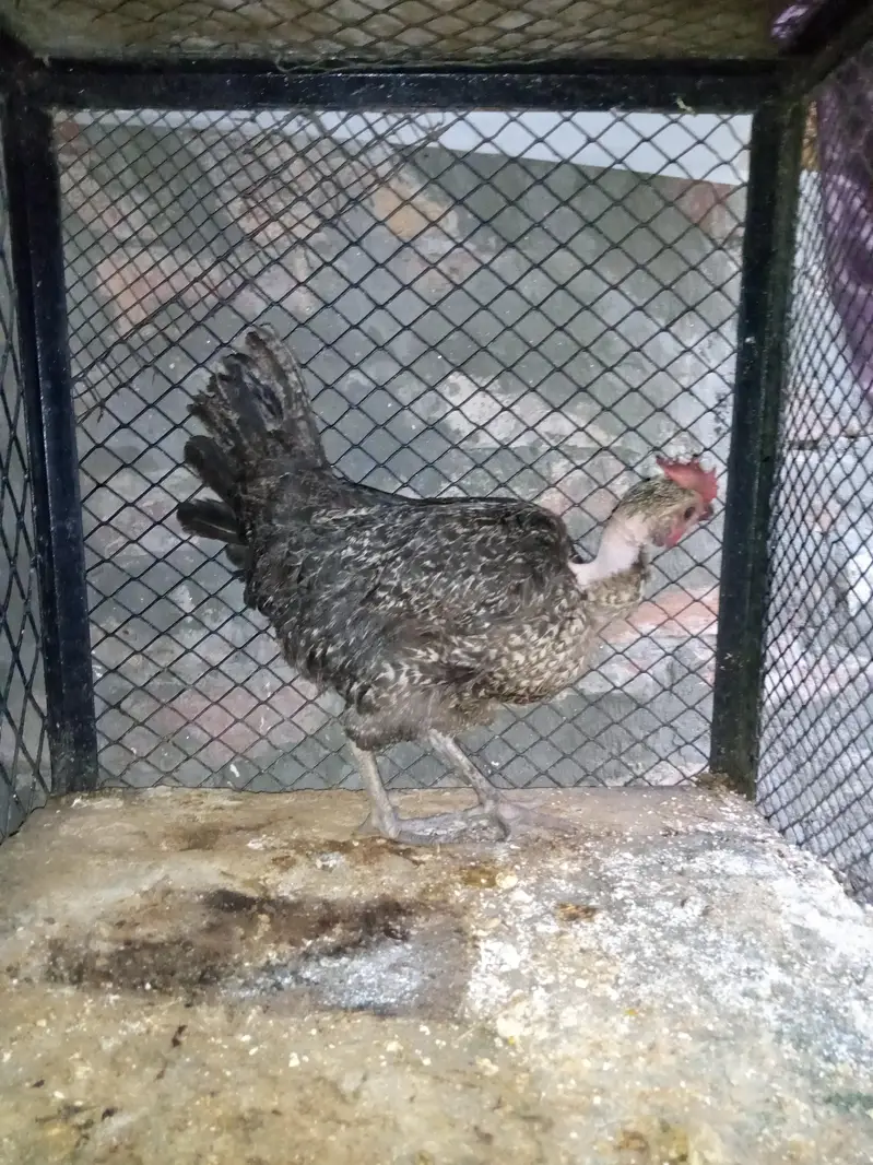 golden misri — photo 3