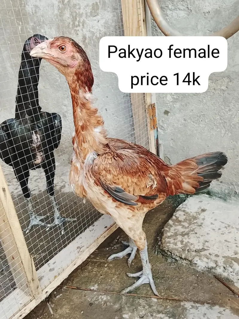 aseel |Dragon |thai |Burmi |Pakoya | Thai Dragon| Punes Pakoya| shamo — photo 8