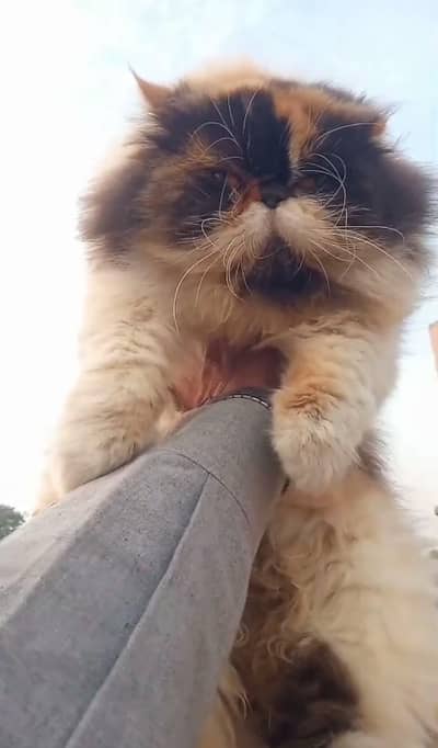 calico piki breeder 03043583306