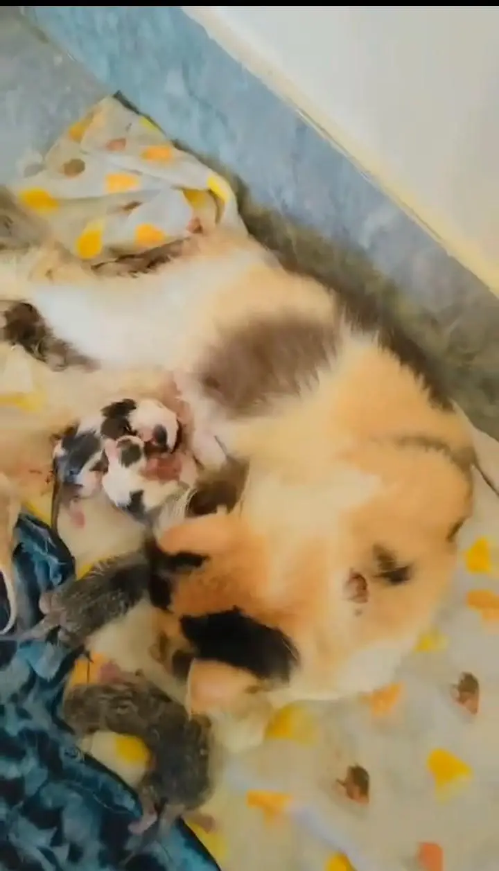 calico piki breeder 03043583306 — photo 3