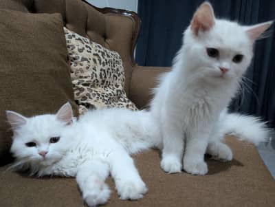 adorable triple coated Persian kittens